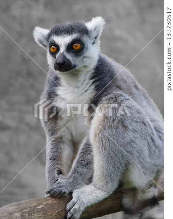 portrait of a lemur on a blurred background portrait of a lemur on a blurred background 131730517