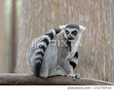 portrait of a lemur on a blurred background portrait of a lemur on a blurred background 131730518