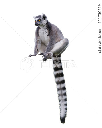 lemur sitting isolated on white background lemur sitting isolated on white background 131730519