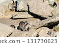 A family of raccoons explores rocky terrain under bright daylight curiosity. 131730623