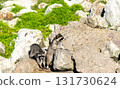 Two curious raccoons explore sunlit rocks amid green vegetation in daylight. 131730624