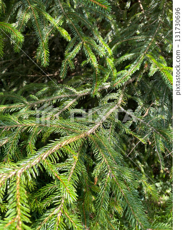 Natural Conifer Branch Closeup with Fresh Green Texture 131730696
