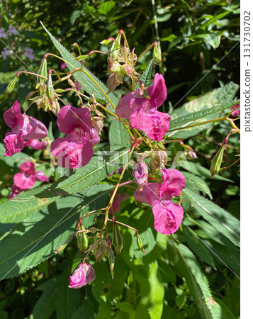 Alpine Woodland with Wild Balsam Flowers, Scenic Nature Background Alpine Woodland with Wild Balsam Flowers, Scenic Nature Background 131730702