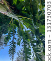 Banana Palm Tree Leaves Against Sky 131730703