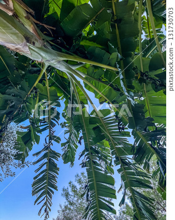Banana Palm Tree Leaves Against Sky Banana Palm Tree Leaves Against Sky 131730703
