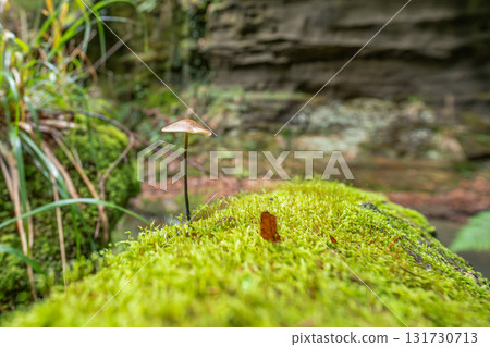 Beautiful green forest Hiking path with Sandstone chalk rock formations in Berdorf Mullerthal Luxembourg 131730713