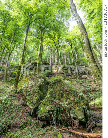 Beautiful green forest Hiking path with Sandstone chalk rock formations in Berdorf Mullerthal Luxembourg 131730717