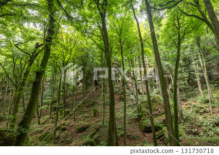 Beautiful green forest Hiking path with Sandstone chalk rock formations in Berdorf Mullerthal Luxembourg 131730718