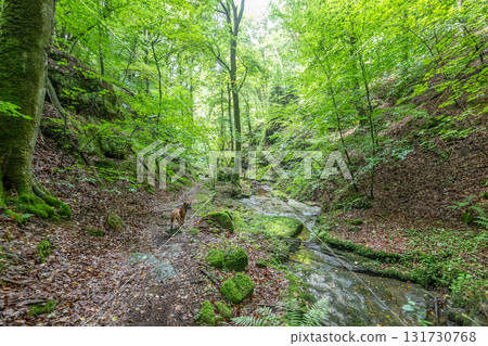 Beautiful green forest Hiking path with Sandstone chalk rock formations in Berdorf Mullerthal Luxembourg 131730768