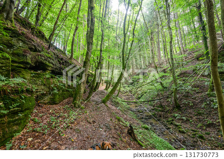 Beautiful green forest Hiking path with Sandstone chalk rock formations in Berdorf Mullerthal Luxembourg 131730773