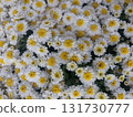 Fresh Chamomile flowers, nature background. 131730777