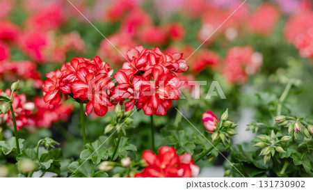 Rows blooming pink red geraniums flower pots arranged in greenhouse. Vibrant springtime gardening concept controlled environment. 131730902