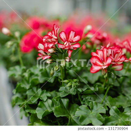 Rows of blooming pink and red geraniums in flower pots arranged in greenhouse.  131730904