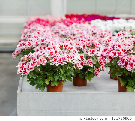 Rows of blooming pink and red geraniums in flower pots arranged in greenhouse.  131730906