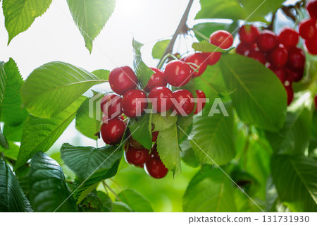 Branch full ripe red cherries green leaves against background sunlight. Summer fruit harvest in natural garden environment. Branch full ripe red cherries green leaves against background sunlight. Summer fruit harvest in natural garden environment. 131731930