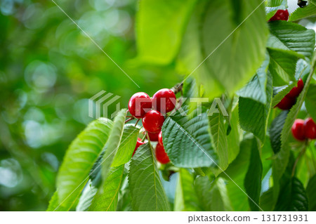 Branch full ripe red cherries green leaves against background sunlight. Summer fruit harvest in natural garden environment. Branch full ripe red cherries green leaves against background sunlight. Summer fruit harvest in natural garden environment. 131731931