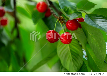 Fresh bunch ripe red cherries hanging on branch with green leaves background. Summer fruit harvest natural garden environment. 131731934