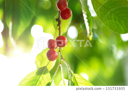 Fresh bunch ripe red cherries hanging on branch with green leaves background. Summer fruit harvest natural garden environment. 131731935