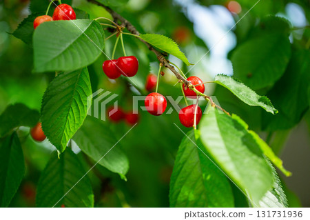Fresh bunch ripe red cherries hanging on branch with green leaves background. Summer fruit harvest natural garden environment. Fresh bunch ripe red cherries hanging on branch with green leaves background. Summer fruit harvest natural garden environment. 131731936