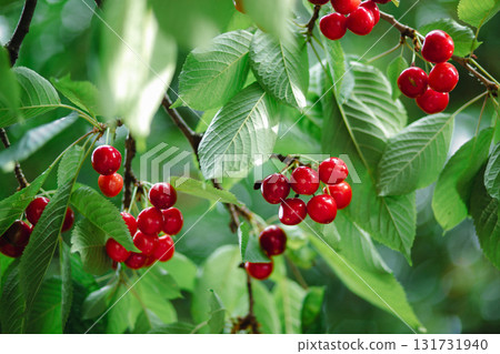 Branch full ripe red cherries green leaves against background sunlight. Summer fruit harvest in natural garden environment. Branch full ripe red cherries green leaves against background sunlight. Summer fruit harvest in natural garden environment. 131731940