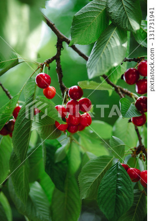 Branch full ripe red cherries green leaves against background sunlight. Summer fruit harvest in natural garden environment. Branch full ripe red cherries green leaves against background sunlight. Summer fruit harvest in natural garden environment. 131731941