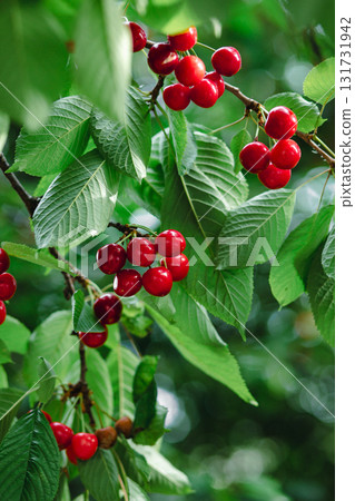 Branch full ripe red cherries green leaves against background sunlight. Summer fruit harvest in natural garden environment. 131731942