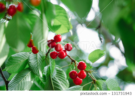Branch full ripe red cherries green leaves against background sunlight. Summer fruit harvest in natural garden environment. Branch full ripe red cherries green leaves against background sunlight. Summer fruit harvest in natural garden environment. 131731943