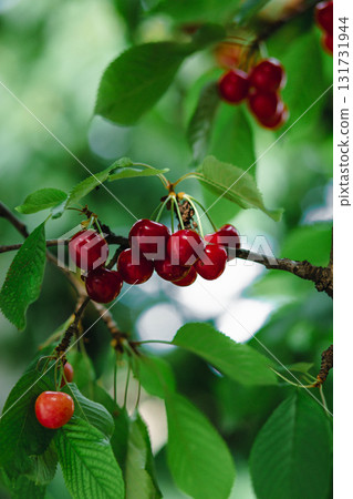 Branch full ripe red cherries green leaves against background sunlight. Summer fruit harvest in natural garden environment. Branch full ripe red cherries green leaves against background sunlight. Summer fruit harvest in natural garden environment. 131731944