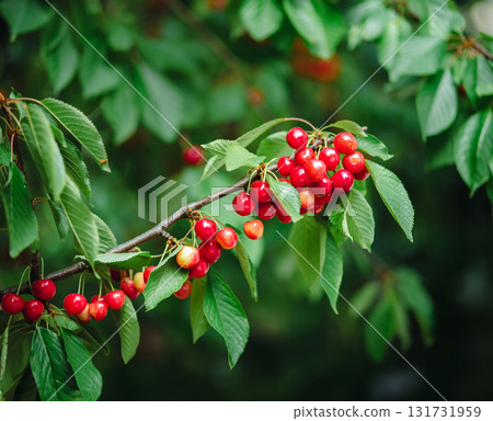 Branch full of ripe red cherries with green leaves against background of sunlight.  131731959
