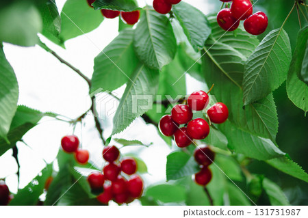 Branch full ripe red cherries green leaves against background sunlight. Summer fruit harvest in natural garden environment. Branch full ripe red cherries green leaves against background sunlight. Summer fruit harvest in natural garden environment. 131731987