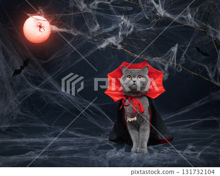 Halloween cat in a vampire costume on dark blue background with glowing blood moon. Funny British cat in red mantle with false fangs on a rope. Copy space. 131732104
