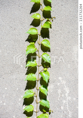 Vertical Ivy Vine Climbing Along Gray Concrete Wall with Bright Vertical Ivy Vine Climbing Along Gray Concrete Wall with Bright 131732264