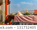Trinity Cathedral view with cat in Tbilisi Georgia 131732405