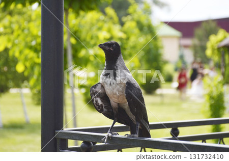 A gray crow perched on an iron railing in a city park gazebo 131732410