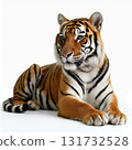 A tiger is laying down on a white background 131732528