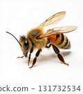 A bee is standing on a white background 131732534