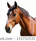 A brown horse with a white stripe on its face is staring at the camera 131732535