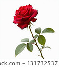A single red rose with green leaves 131732537