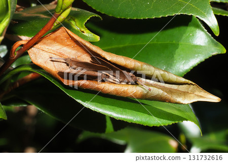 Purple hairstreak butterflies (3 individuals) overwintering 131732616