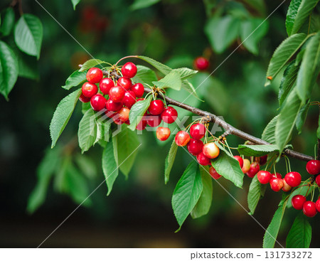 Branch full ripe red cherries green leaves against background sunlight. Summer fruit harvest in natural garden environment. Branch full ripe red cherries green leaves against background sunlight. Summer fruit harvest in natural garden environment. 131733272