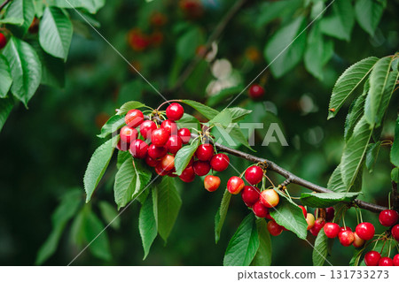 Branch full ripe red cherries green leaves against background sunlight. Summer fruit harvest in natural garden environment. Branch full ripe red cherries green leaves against background sunlight. Summer fruit harvest in natural garden environment. 131733273