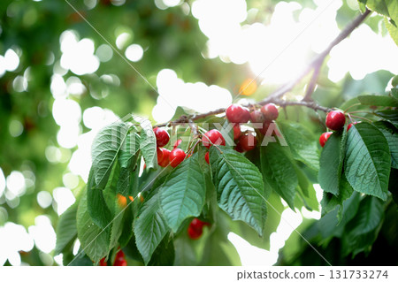 Branch full ripe red cherries green leaves against background sunlight. Summer fruit harvest in natural garden environment. Branch full ripe red cherries green leaves against background sunlight. Summer fruit harvest in natural garden environment. 131733274