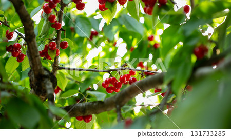 Branch full ripe red cherries green leaves against background sunlight. Summer fruit harvest in natural garden environment. 131733285
