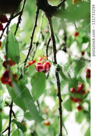 Branch full ripe red cherries green leaves against background sunlight. Summer fruit harvest in natural garden environment. Branch full ripe red cherries green leaves against background sunlight. Summer fruit harvest in natural garden environment. 131733294