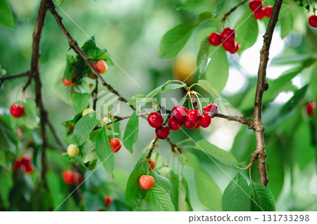 Branch full ripe red cherries green leaves against background sunlight. Summer fruit harvest in natural garden environment. 131733298