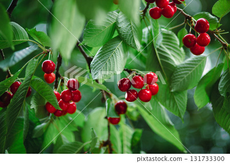 Branch full ripe red cherries green leaves against background sunlight. Summer fruit harvest in natural garden environment. 131733300