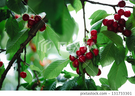 Branch full ripe red cherries green leaves against background sunlight. Summer fruit harvest in natural garden environment. Branch full ripe red cherries green leaves against background sunlight. Summer fruit harvest in natural garden environment. 131733301