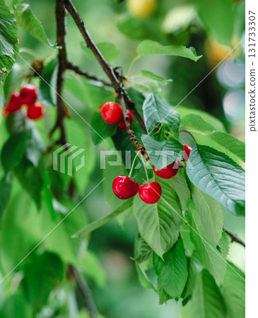 Fresh bunch ripe red cherries hanging on branch with green leaves background. Summer fruit harvest natural garden environment. Fresh bunch ripe red cherries hanging on branch with green leaves background. Summer fruit harvest natural garden environment. 131733307