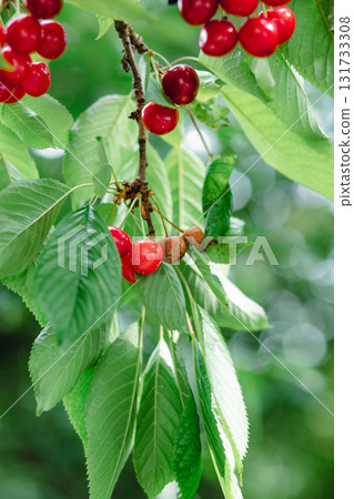Cherries tree some fruit rotting due mold fungus. Shows contrast between healthy damaged fruit, agriculture plant pathology Cherries tree some fruit rotting due mold fungus. Shows contrast between healthy damaged fruit, agriculture plant pathology 131733308