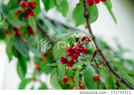 Branch full ripe red cherries green leaves against background sunlight. Summer fruit harvest in natural garden environment. Branch full ripe red cherries green leaves against background sunlight. Summer fruit harvest in natural garden environment. 131733311